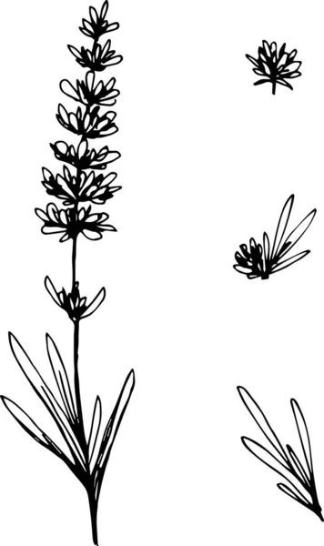 一组植物黑色轮廓的矢量图解 — 图库矢量图片