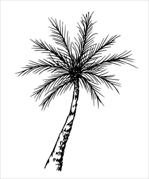 Palm Tree Silhouette Vector Illustration — Stock Vector