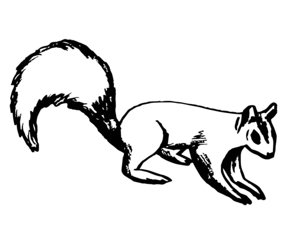 Vector Illustration Squirrel — Stock Vector