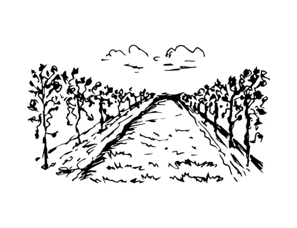 Disegno Vettoriale Inchiostro Disegnato Mano Paesaggio Viticolo Filari Arbusti Uva — Vettoriale Stock