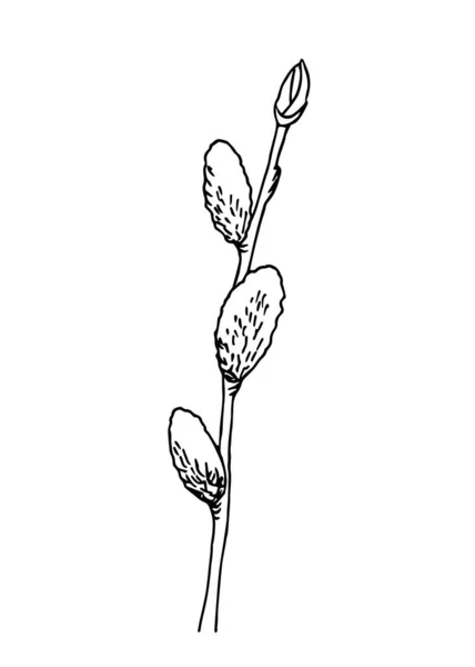 Brindille Saule Vectorielle Dessinée Main Contour Noir Sur Fond Blanc — Image vectorielle