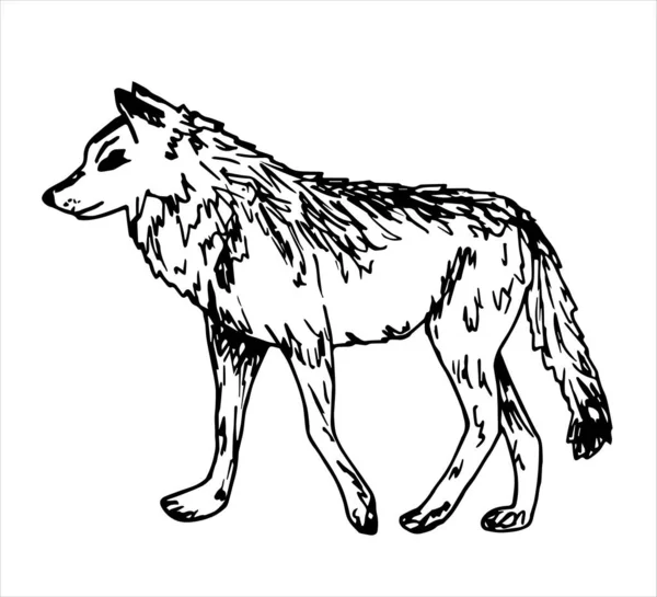늑대의 — 스톡 벡터