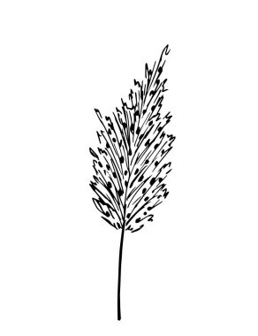 Siyah çizgili basit bir el çizimi vektör çizimi. Enfeksiyon, pampa otları, kurutulmuş çiçekler, sazlıklar. Boho tasarımı için.
