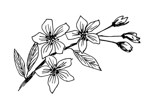 Handgezeichnete Vektorzeichnung Schwarzer Umrandung Blühende Zweige Von Gartenbäumen Blumen Blättern — Stockvektor