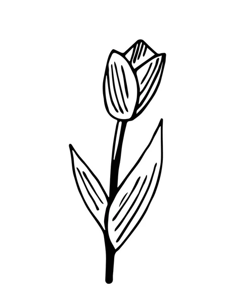 Hand Drawn Vector Drawing Black Outline Tulip Flower Isolated White — Stock Vector