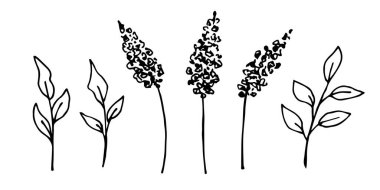 Siyah çizgili basit bir vektör çizimi. Leylak dalları, yeşillikler, cilt bakımı, yapraklar. Bahar çiçekleri, çalılar. Kartpostalları, ürünleri süslemek için temel unsurlar..