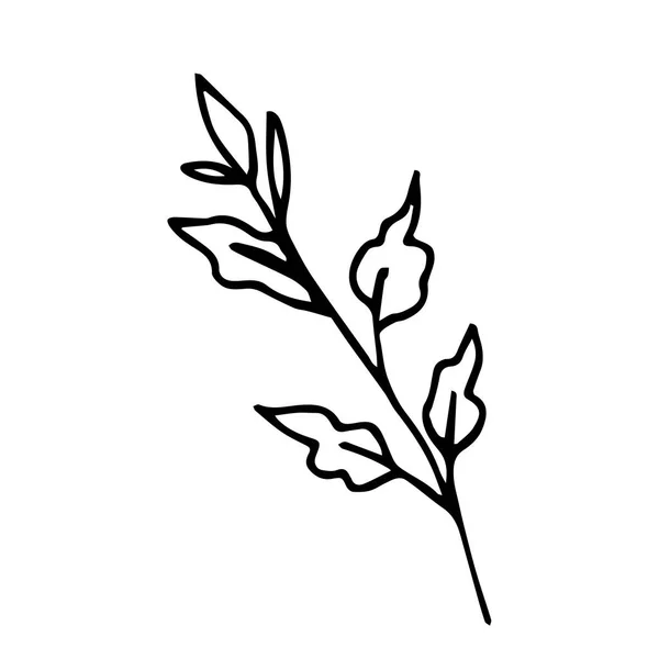 Simple Hand Drawn Vector Drawing Black Outline Branch Leaves Isolated — 图库矢量图片