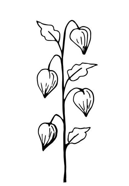 Handgezeichnete Einfache Vektorzeichnung Schwarzer Umrandung Physalis Zweig Isoliert Auf Weißem — Stockvektor
