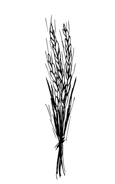 黒いアウトラインで手描きのシンプルなベクトルスケッチ シリアル 有機植物 季節の作物の栽培の小花の束 食べ物 小麦粉 ラベル 市場について — ストックベクタ
