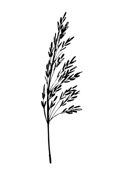 Handgezeichnete Einfache Tuschevektorskizze Element Der Natur Graspflanze Blumenzweig Stachel Getreideernte — Stockvektor