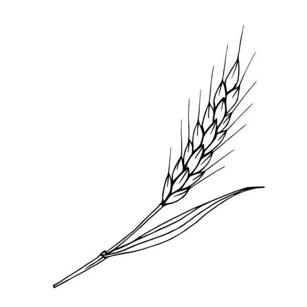 Elle çizilmiş vektör mürekkebi skeci. Siyah çizgili bir buğday başağı beyaz arka planda izole edilir. Mısır gevreği, mevsimlik hasat. Un ekmek ürünleri, ambalaj, etiket, logo.