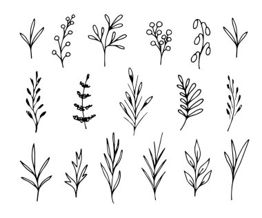 Elle çizilmiş çiçek vektör çizimi. Dal, yaprak, beyaz arka planda siyah çizgili dallar. Ürün dekorasyonu, desen oluşturma, kartpostallar, davetiyeler, etiketler, etiketler için.