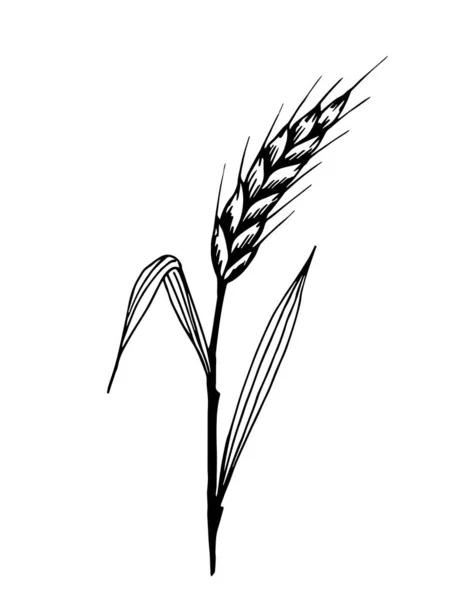 Elle çizilmiş vektör çizimi. Buğday filizi beyaz arka planda izole edilmiş. Mısır gevrekleri, organik tarım ürünleri. Parmak izleri, un ürünleri etiketleri, ekmek, fırın ürünleri için.
