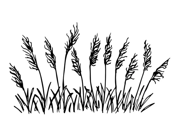 Dibujo Vectorial Simple Dibujado Mano Contorno Negro Hierba Silvestre Estepa — Vector de stock