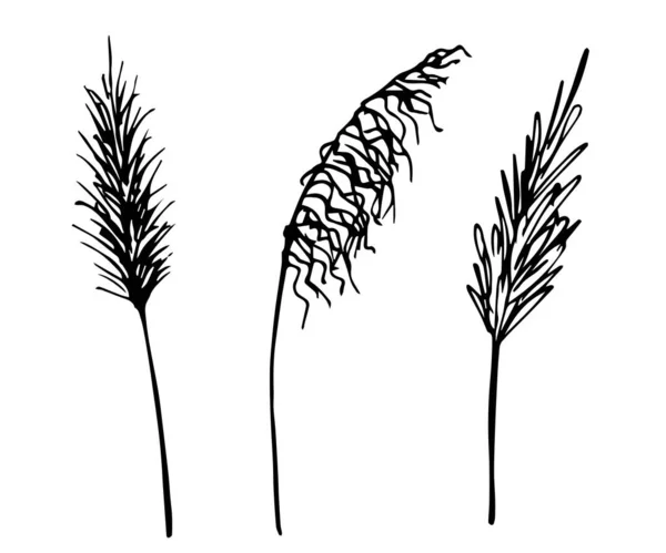 手绘矢量画成黑色轮廓 一套圆锥花序 草甸草甸 装饰Boho风格的植物 — 图库矢量图片