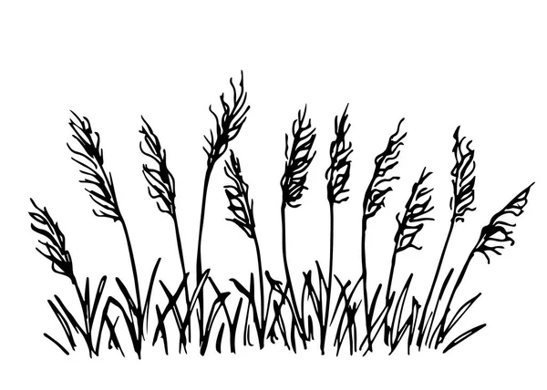 Disegno Vettoriale Semplice Disegnato Mano Contorno Nero Erba Selvatica Pampas — Vettoriale Stock