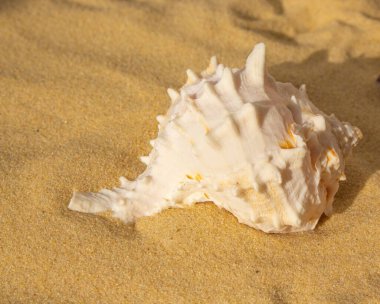 Güneşli bir günde kumsalda büyük beyaz deniz kabuğu 