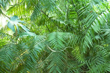 Tropikal orman, metin için güzel arkaplan 