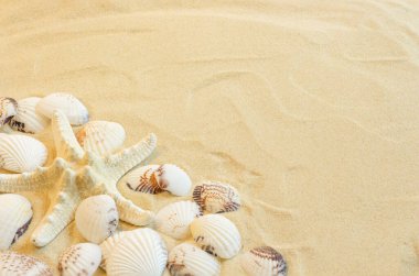 Kumsalda deniz yıldızı ve deniz kabukları
