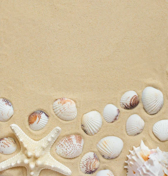 Морская Звезда Раковины Песке — стоковое фото