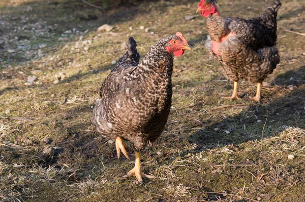 Die gesprenkelten Hühner — Stockfoto