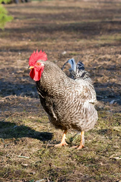 De spräckliga roste — Stockfoto