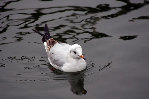 Herring Gull (Larus argentatus) — Stock Photo, Image