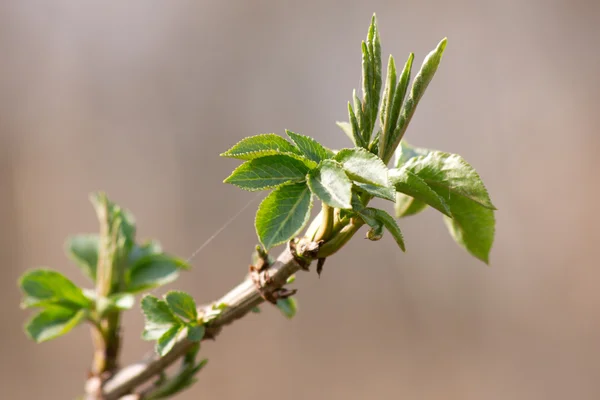 Arbusto de sabugueiro folhas jovens — Fotografia de Stock