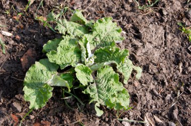 Süt thistle (otu acanthoides) filiz.