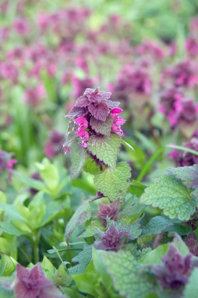 Urtiga vermelha morta (Lamium purpureum ) — Fotografia de Stock