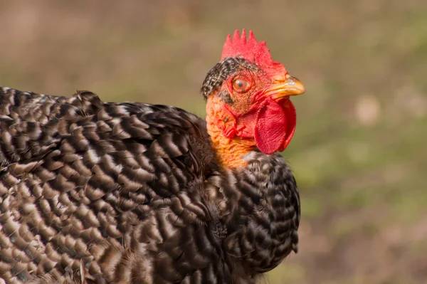 Nakna hals spräckliga höna — Stockfoto