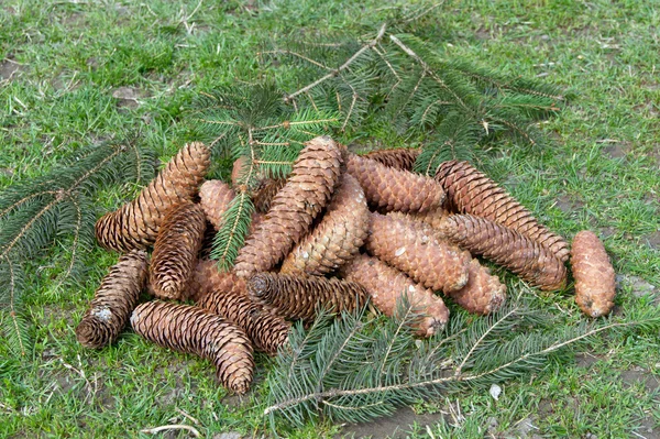 I coni di pino — Foto Stock