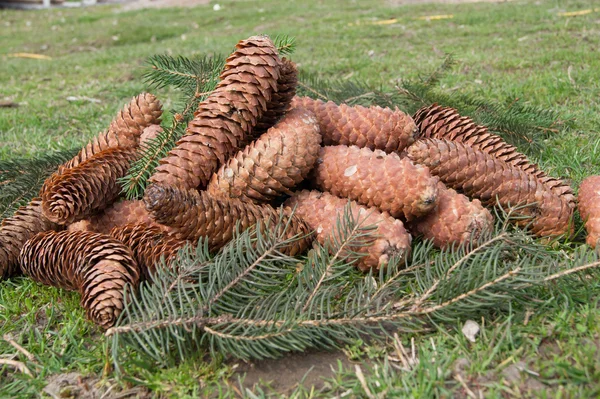 Os cones de pinheiro — Fotografia de Stock