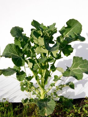tecavüz (Brassica napus) bitkiler