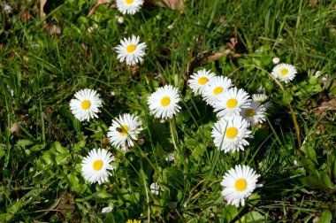 Papatya (bellis lerdeki)