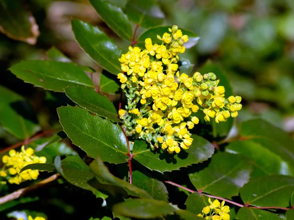 Oregon (Mahonia aquifolium)) — Stockfoto
