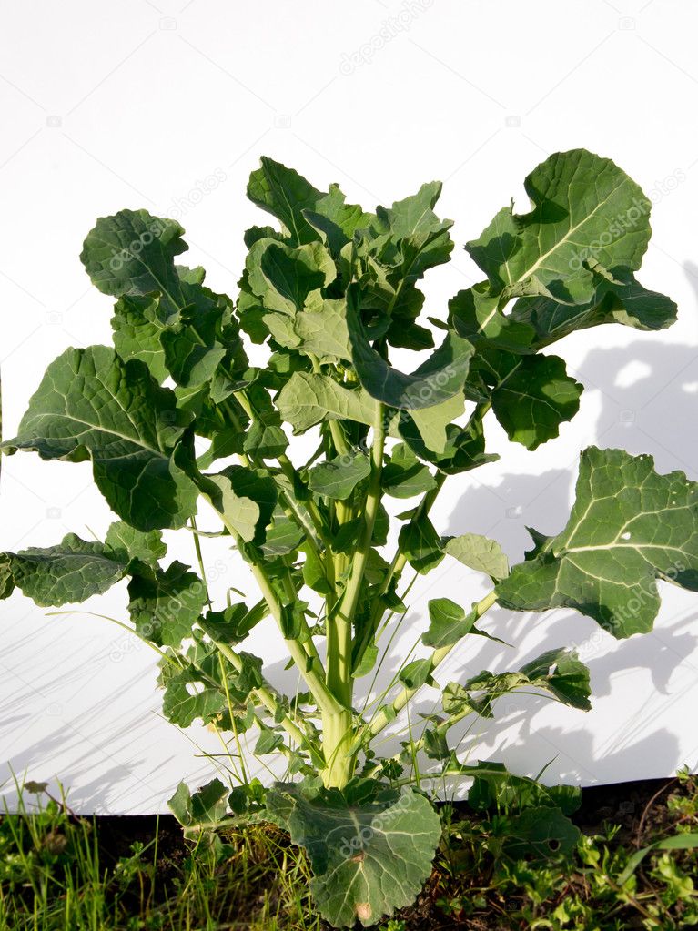 rape (Brassica napus) plants