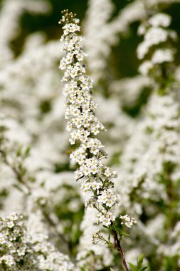 Erkeçsakalı (alanlara nipponica)