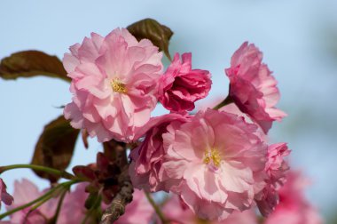 Süs Kiraz (Prunus subhirtella)