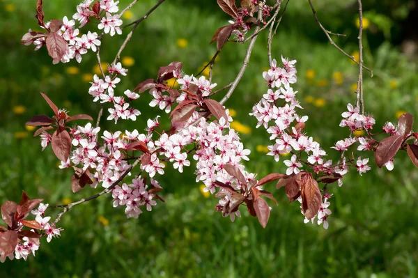 Слива крови (Prunus cerasifera ) — стоковое фото