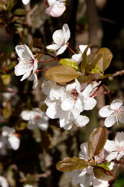 Ciruela (Prunus cerasifera) ) — Foto de Stock
