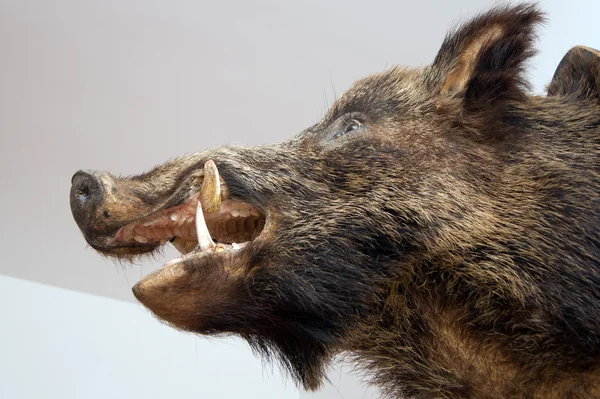 The boar trophy — Stock Photo, Image