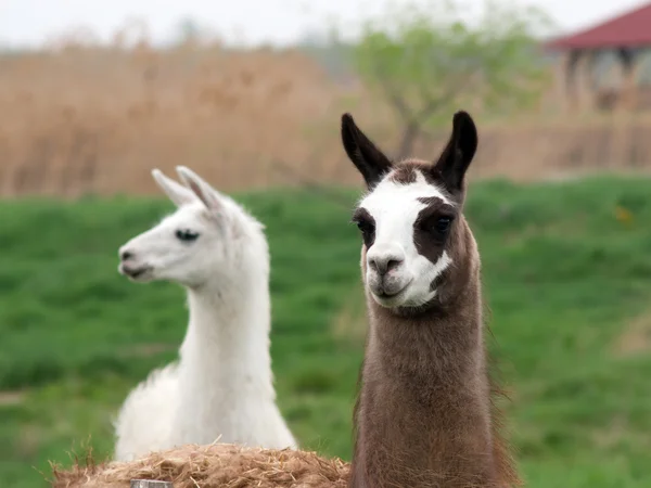 Lamadjur (Lama glama) — Stockfoto