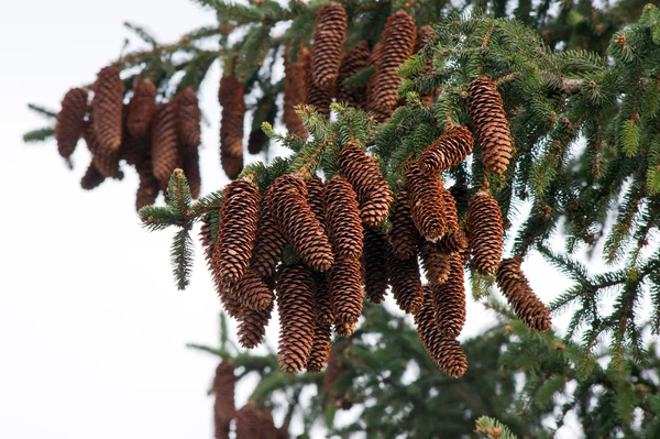 Cones de pinheiro na árvore. — Fotografia de Stock