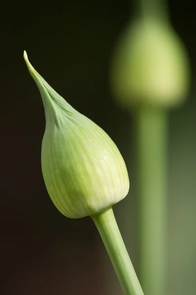 Καλλωπιστικά γίγαντας κρεμμύδι (Allium giganteum) — Φωτογραφία Αρχείου