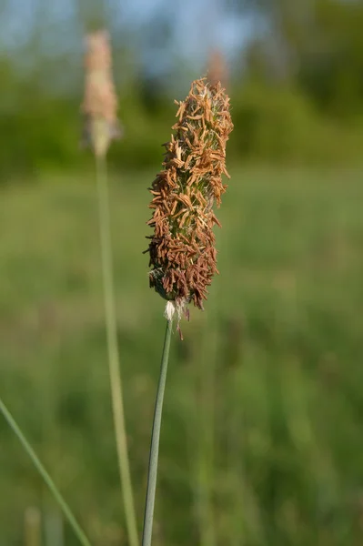 Trawa Tymoteusza (Phleum łąkowa) — Zdjęcie stockowe