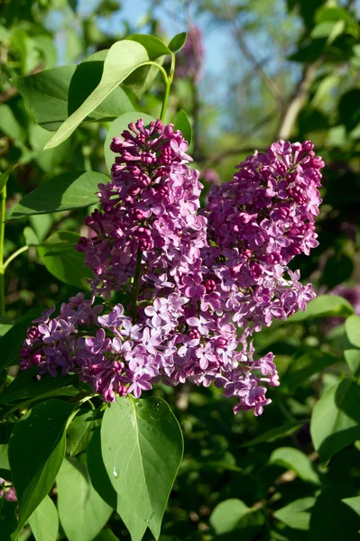 The purple lilac. Stock Photo