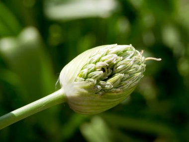 Dev süs soğan (Allium giganteum)
