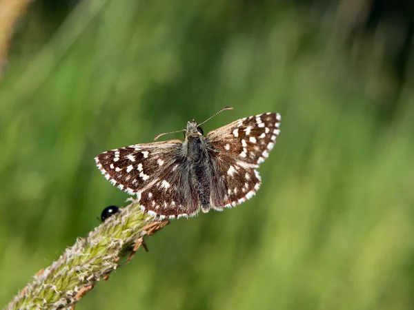 O Pyrgus armoricanus — Fotografia de Stock