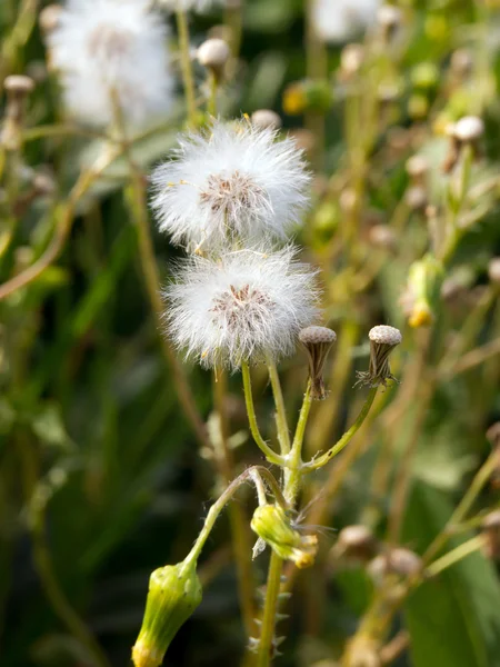 Den Senecio vulgaris — Stockfoto